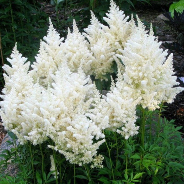 Astilba