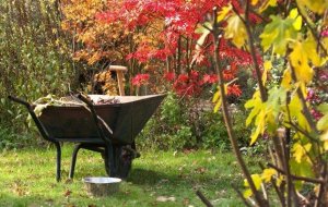 Ноябрь садовода: самые важные осенние дела на даче