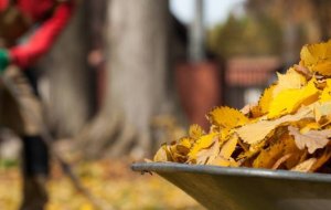 Октябрь садовода: самые важные осенние дела на даче