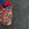 Здоровое сердце: как поддерживать его работу и предотвращать заболевания