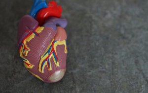 Здоровое сердце: как поддерживать его работу и предотвращать заболевания