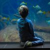 Интересные и удивительные факты об аквариумных рыбках