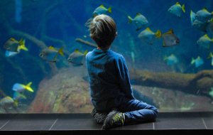 Интересные и удивительные факты об аквариумных рыбках
