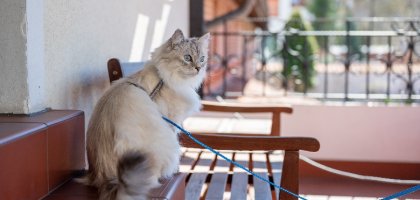 Как научить кошку ходить на поводке: советы