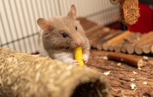 С чем любят играть домашние крысы? Идеи игрушек и развлечений