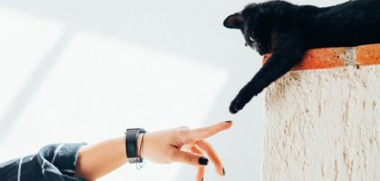 Как создать обогащенную среду для кошки