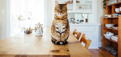 Как создать комфортную и безопасную среду для кошки