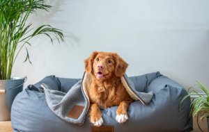 Как подготовить собаку к переезду