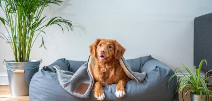 Как подготовить собаку к переезду