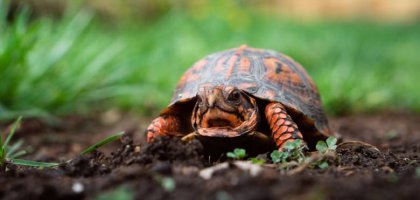 Как правильно ухаживать за черепахой как домашним питомцем