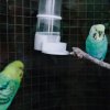 Советы по выбору и уходу за попугаем