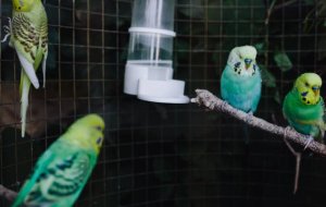 Советы по выбору и уходу за попугаем