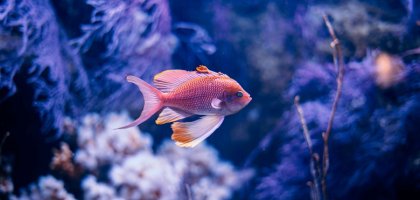 Что нужно учесть перед тем, как завести аквариумных рыбок