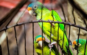 Уникальные особенности попугаев как домашних питомцев