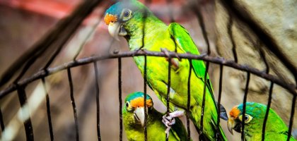 Уникальные особенности попугаев как домашних питомцев