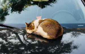 Как подготовить кошку к поездке на машине