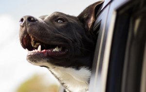 Как подготовить собаку к поездке на машине
