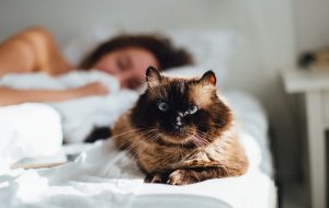 Почему кошки спят рядом с хозяином