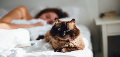 Почему кошки спят рядом с хозяином