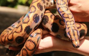 Как создать комфортные условия для содержания змеи дома