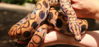 Как создать комфортные условия для содержания змеи дома