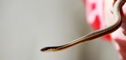 Змеи как необычные питомцы: что нужно знать