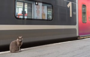 Как подготовить кошку к поездке на поезде