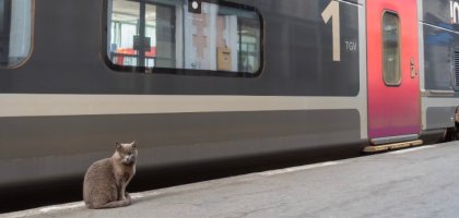 Как подготовить кошку к поездке на поезде