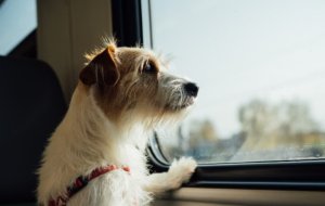 Как подготовить собаку к поездке на поезде