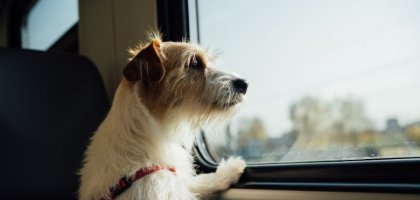 Как подготовить собаку к поездке на поезде