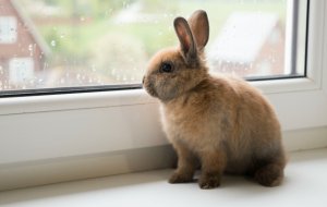 Особенности ухода за кроликом как домашним животным