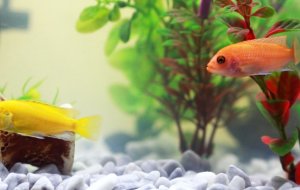 Зачем нужны аквариумные растения (и как за ними правильно ухаживать)