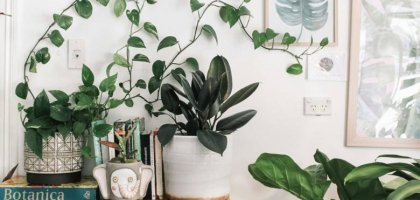 Как правильно ухаживать за растениями дома