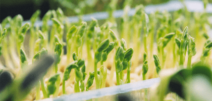 Выращиваем микрозелень на подоконнике круглый год