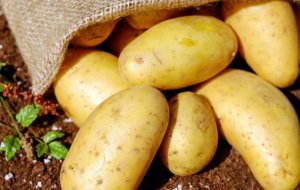 Как правильно хранить картошку