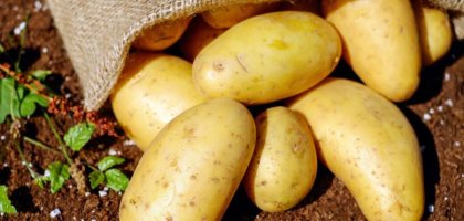 Как правильно хранить картошку