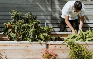 Что такое органические удобрения и как их использовать в огороде