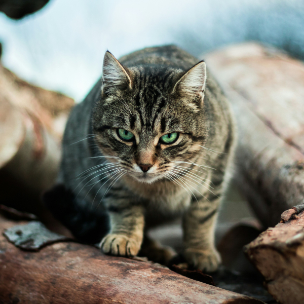 распознать у кошки глисты