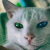 Гетерохромия у кошек: причины различного цвета глаз у питомцев