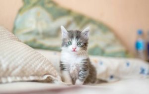 Что купить для котенка в первую очередь