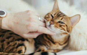Можно ли кошкам яблоки: правильное питание для вашего питомца