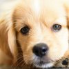 Как отучить щенка грызть мебель
