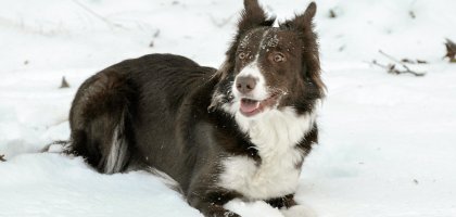 Типичные болезни собак породы бордер-колли