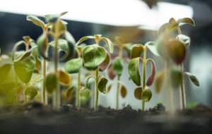Январь садовода: важные дачно-огородные дела, которые лучше не откладывать