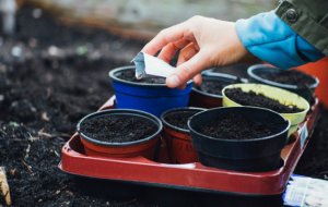 Февраль садовода: важные дачно-огородные дела, которые лучше не откладывать