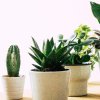 Как избавиться от белокрылки на комнатных растениях