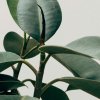 Как правильно обрезать фикусы: секреты для пышной кроны