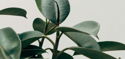 Как правильно обрезать фикусы: секреты для пышной кроны