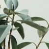 Как избавиться от паутинного клеща на комнатных растениях