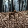 Венгерская выжла: особенности породы и уход